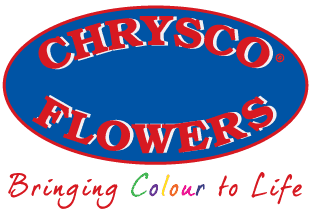 Chrysco Flowers